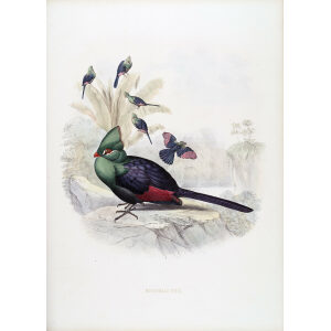 Schlegel-De Toerako's. Musophaga Persa. Giclee Print Guinea Turaco