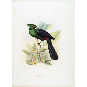 Schlegel-De Toerako's. Musophaga Bufonii. Giclee Print Senegal or Buffons Turaco