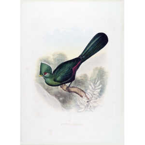 Schlegel-De Toerako's. Musophaga Albicristata. Giclee Print