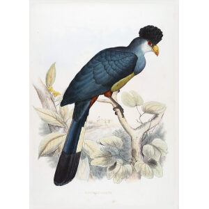 Schlegel-De Toerako's -12 Musophaga Gigantea. Giclee Print Great Bleu Turaco