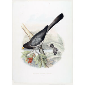 Schlegel-De Toerako's. Musophaga (Schizorchis) Africana. Giclee Print Western Plantain-eater