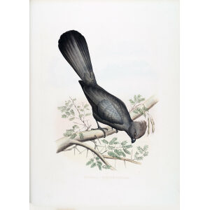 Schlegel - De Toerako's. Musophaga (Schizorchis) Concolor. Giclee Print Grey Go-away-bird