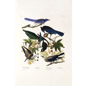 John James Audubon Birds of America Plate 362 Yellow billed Magpie Giclée Print