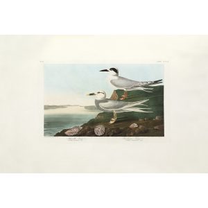 John James Audubon Birds of America Plate 409 Havell's Tern Giclée Print