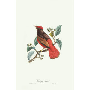 Cotinga Ouette. Jean-Théodore Descourtilz – Brilliant Birds of Brazil or Oiseau Brillans du Brésil – Heritage Prints – Museum Quality Giclee Prints