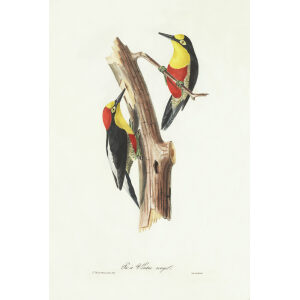 Pie à Ventre rouge. Théodore Descourtilz – Brilliant Birds of Brazil or Oiseau Brillans du Brésil – Heritage Prints – Museum Quality Giclee Prints