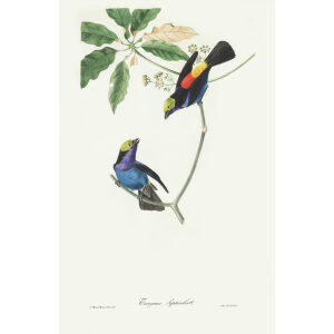 Tangara Septicolor. Théodore Descourtilz – Brilliant Birds of Brazil or Oiseau Brillans du Brésil – Heritage Prints – Museum Quality Giclee Prints