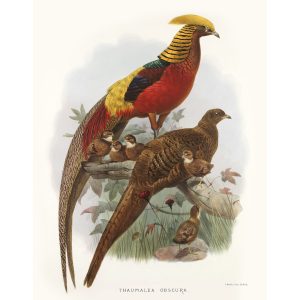 Black-throated Golden Pheasant. Daniel Giraud Elliot - Family of the Pheasants. Museum Quality Giclee Print by Heritage Prints.