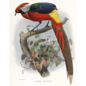 Hybrid Pheasant. Daniel Giraud Elliot - Family of the Pheasants. Museum Quality Giclee Print by Heritage Prints.