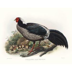 White-crested Kaleeche. Daniel Giraud Elliot - Family of the Pheasants. Museum Quality Giclee Print by Heritage Prints.