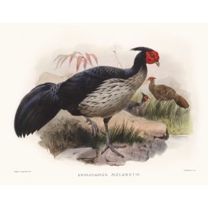 Black-backed Kaleeche. Daniel Giraud Elliot - Family of the Pheasants. Museum Quality Giclee Print by Heritage Prints.