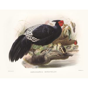 Hornsfield’s Kaleeche. Daniel Giraud Elliot - Family of the Pheasants. Museum Quality Giclee Print by Heritage Prints.