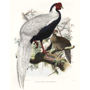 Silver Pheasant. Daniel Giraud Elliot - Family of the Pheasants. Museum Quality Giclee Print by Heritage Prints.