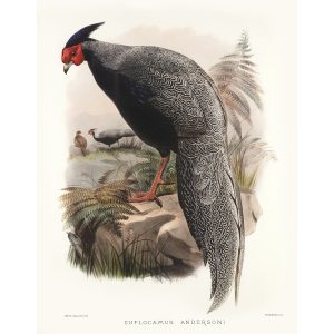 Anderson’s Pheasant. Daniel Giraud Elliot - Family of the Pheasants. Museum Quality Giclee Print by Heritage Prints.