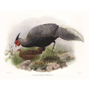 Lineated Pheasant. Daniel Giraud Elliot - Family of the Pheasants. Museum Quality Giclee Print by Heritage Prints.