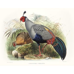 Siamese Fireback. Daniel Giraud Elliot - Family of the Pheasants. Museum Quality Giclee Print by Heritage Prints.