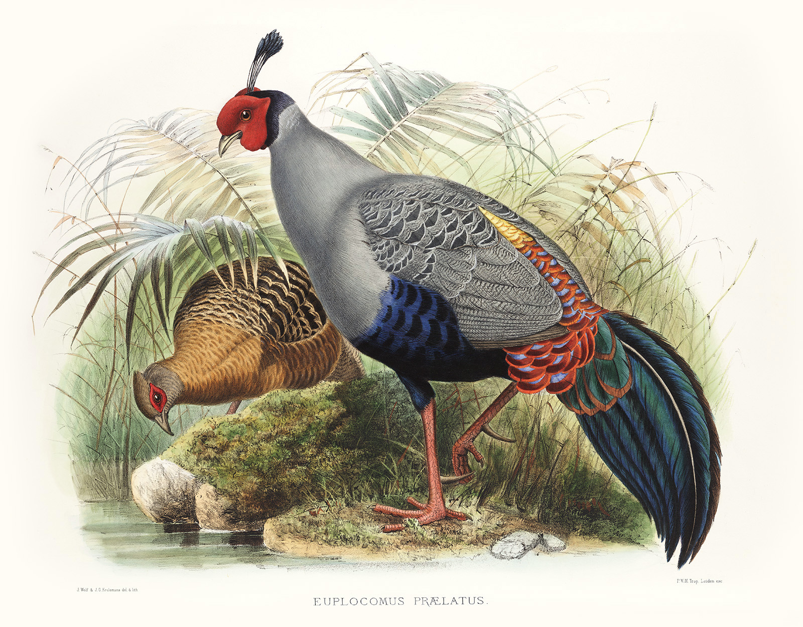 Siamese Fireback. Daniel Giraud Elliot - Family of the Pheasants. Museum Quality Giclee Print by Heritage Prints.