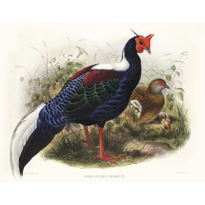 Swinhoe’s Pheasant. Daniel Giraud Elliot - Family of the Pheasants. Museum Quality Giclee Print by Heritage Prints.