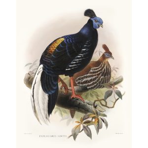 Fire-back Pheasant. Daniel Giraud Elliot - Family of the Pheasants. Museum Quality Giclee Print by Heritage Prints.