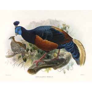 Bornean Fire-back. Daniel Giraud Elliot - Family of the Pheasants. Museum Quality Giclee Print by Heritage Prints.