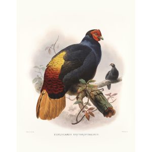 Rufous-tail Pheasant. Daniel Giraud Elliot - Family of the Pheasants. Museum Quality Giclee Print by Heritage Prints.