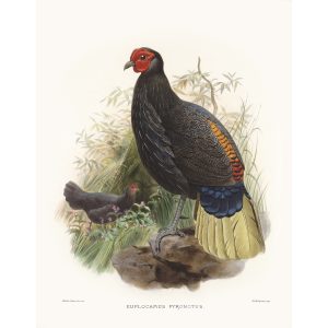 Bornean Fire-back Pheasant. Daniel Giraud Elliot - Family of the Pheasants. Museum Quality Giclee Print by Heritage Prints.