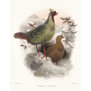 Blood Pheasant. Daniel Giraud Elliot - Family of the Pheasants. Museum Quality Giclee Print by Heritage Prints.