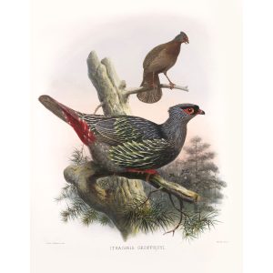 Geoffroy’s Blood Pheasant. Daniel Giraud Elliot - Family of the Pheasants. Museum Quality Giclee Print by Heritage Prints.