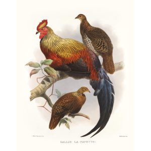 Lafayette’s Jungle-fowl. Daniel Giraud Elliot - Family of the Pheasants. Museum Quality Giclee Print by Heritage Prints.