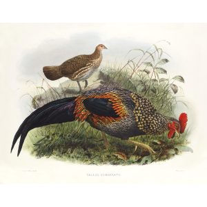 Sonnerat’s Jungle-fowl. Daniel Giraud Elliot - Family of the Pheasants. Museum Quality Giclee Print by Heritage Prints.