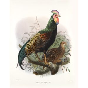 Forked-tail Jungle-fowl. Daniel Giraud Elliot - Family of the Pheasants. Museum Quality Giclee Print by Heritage Prints.