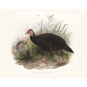 Black Phasis. Daniel Giraud Elliot - Family of the Pheasants. Museum Quality Giclee Print by Heritage Prints.