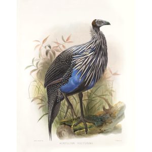 Vulturine Guinea-fowl. Daniel Giraud Elliot - Family of the Pheasants. Museum Quality Giclee Print by Heritage Prints.