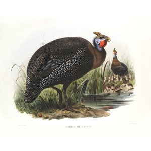 Common Guinea-fowl. Daniel Giraud Elliot - Family of the Pheasants. Museum Quality Giclee Print by Heritage Prints.