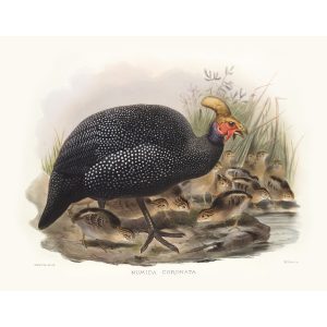 Crowned Guinea-fowl. Daniel Giraud Elliot - Family of the Pheasants. Museum Quality Giclee Print by Heritage Prints.