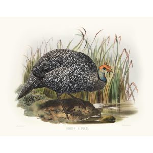 Tiara’d Guinea-fowl. Daniel Giraud Elliot - Family of the Pheasants. Museum Quality Giclee Print by Heritage Prints.