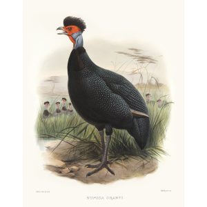 The Kiroro Guinea-fowl. Daniel Giraud Elliot - Family of the Pheasants. Museum Quality Giclee Print by Heritage Prints.