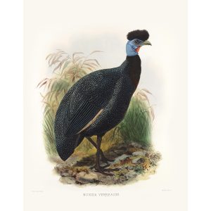 Verreaux’s Guinea-fowl. Daniel Giraud Elliot - Family of the Pheasants. Museum Quality Giclee Print by Heritage Prints.