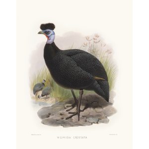 Crested Guinea-fowl. Daniel Giraud Elliot - Family of the Pheasants. Museum Quality Giclee Print by Heritage Prints.