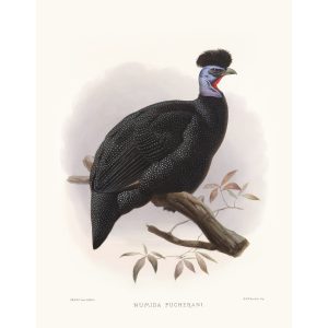 Pucheran's Guinea-fowl. Daniel Giraud Elliot - Family of the Pheasants. Museum Quality Giclee Print by Heritage Prints.