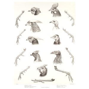 Generic Characters by Joseph Smit. Daniel Giraud Elliot. A Monograph of the Phasianidae or A Family of Pheasants. Museum quality Giclee print