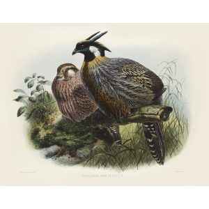 Buff-spotted Pucrasia. Daniel Giraud Elliot - Family of the Pheasants. Museum Quality Giclee Print by Heritage Prints.