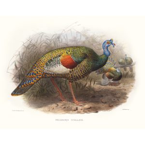 Ocellated Turkey. Daniel Giraud Elliot - Family of the Pheasants. Museum Quality Giclee Print by Heritage Prints.