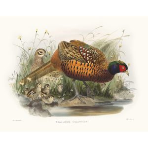 Common Pheasant. Daniel Giraud Elliot - Family of the Pheasants. Museum Quality Giclee Print by Heritage Prints.