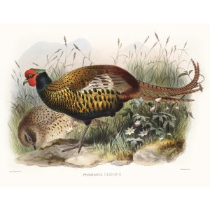 Yark and Pheasant. Daniel Giraud Elliot - Family of the Pheasants. Museum Quality Giclee Print by Heritage Prints.