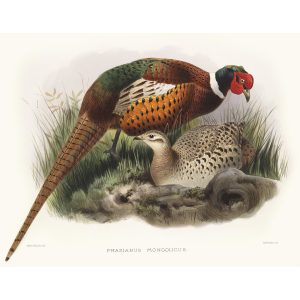 Mongolian Pheasant. Daniel Giraud Elliot - Family of the Pheasants. Museum Quality Giclee Print by Heritage Prints.