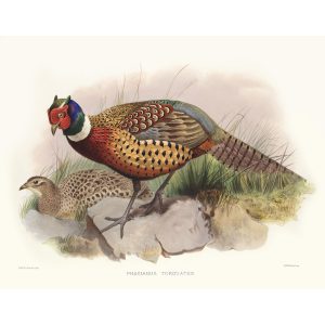 Ring-necked Pheasant. Daniel Giraud Elliot - Family of the Pheasants. Museum Quality Giclee Print by Heritage Prints.