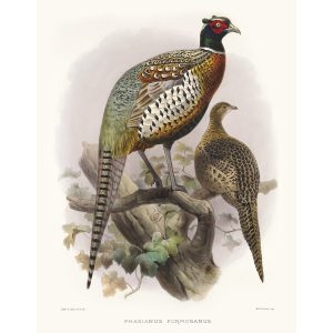 Formosan Pheasant. Daniel Giraud Elliot - Family of the Pheasants. Museum Quality Giclee Print by Heritage Prints.