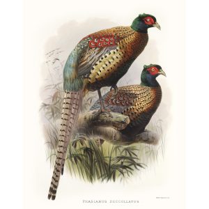 Ringless Chinese Pheasant. Daniel Giraud Elliot - Family of the Pheasants. Museum Quality Giclee Print by Heritage Prints.