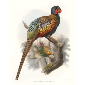 Greenback Golden Pheasant. Daniel Giraud Elliot - Family of the Pheasants. Museum Quality Giclee Print by Heritage Prints.